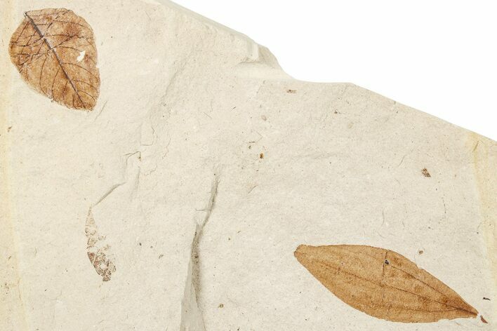 Two Oligocene Fossil Leaves - France #254313